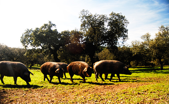 jamón ibérico
