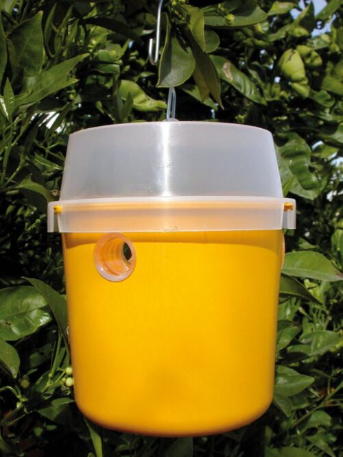 Atrapador de insectos Tephri Trap Fricosmos